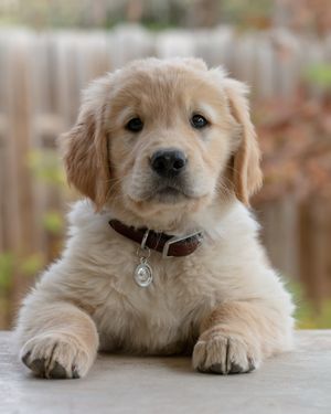 A golden retriever puppy lies obediently on its front paws and looks at the camera.